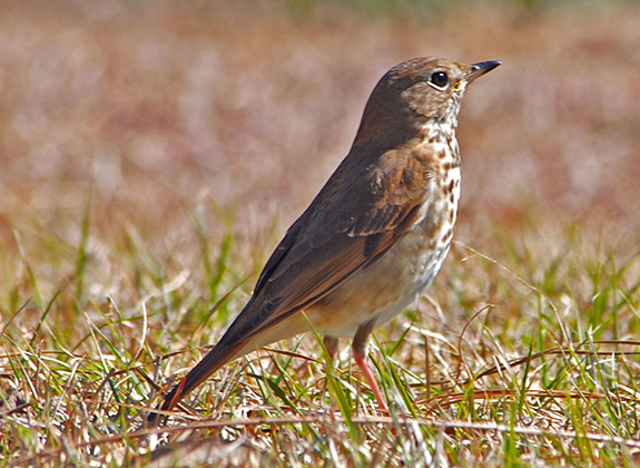 Hermit-Thrush2007_02_18_121754